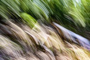 Waldfluchten ist eine Serie des Berliner Fotografen Frank Peters