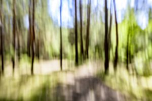 Waldfluchten ist eine Serie des Berliner Fotografen Frank Peters