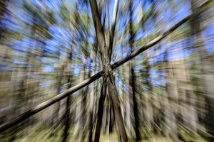 Waldfluchten ist eine Serie des Berliner Fotografen Frank Peters
