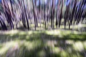 Waldfluchten ist eine Serie des Berliner Fotografen Frank Peters