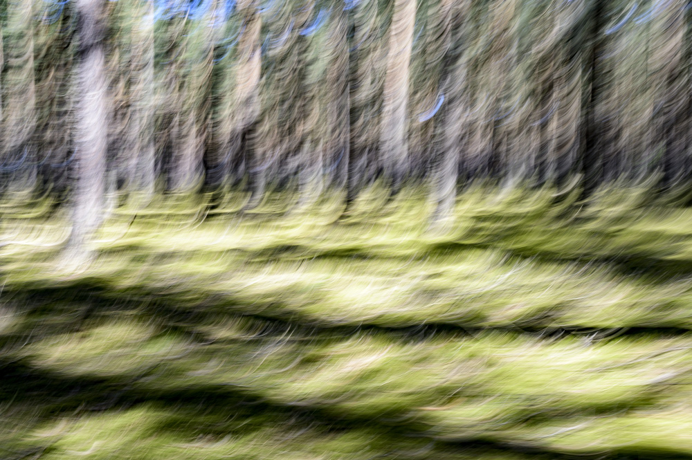 Waldfluchten ist eine Serie des Berliner Fotografen Frank Peters