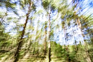 Waldfluchten ist eine Serie des Berliner Fotografen Frank Peters