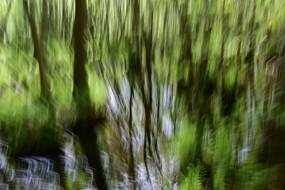 Waldfluchten ist eine Serie des Berliner Fotografen Frank Peters