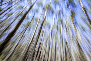 Waldfluchten ist eine Serie des Berliner Fotografen Frank Peters